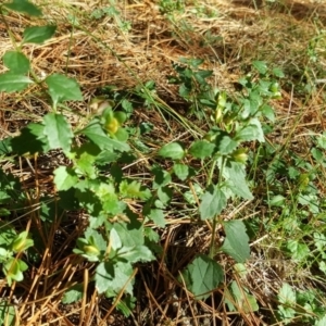 Veronica calycina at Isaacs, ACT - 22 Mar 2016 12:00 AM