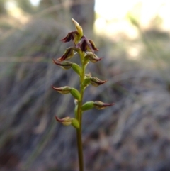 Corunastylis clivicola at Cook, ACT - 22 Mar 2016