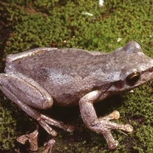 Litoria dentata at Goulburn, NSW - 18 Nov 1978 12:00 AM