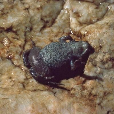 Crinia parinsignifera (Plains Froglet) at Gungahlin, ACT - 31 Mar 1976 by wombey