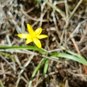 Hypoxis hygrometrica at Isaacs, ACT - 23 Mar 2016