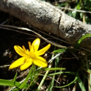 Hypoxis hygrometrica at Isaacs, ACT - 23 Mar 2016