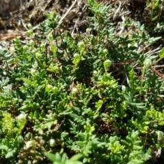 Cheilanthes distans (Bristly Cloak Fern) at Isaacs, ACT - 23 Mar 2016 by Mike