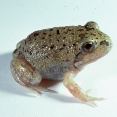 Limnodynastes dumerilii (Eastern Banjo Frog) at Mount Clear, ACT - 17 Feb 1980 by wombey