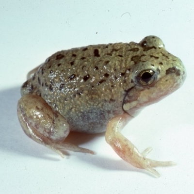 Limnodynastes dumerilii (Eastern Banjo Frog) at Mount Clear, ACT - 17 Feb 1980 by wombey