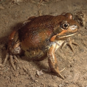 Limnodynastes dumerilii at Sutton, NSW - 24 Mar 1987