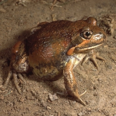Limnodynastes dumerilii (Eastern Banjo Frog) at Sutton, NSW - 23 Mar 1987 by wombey