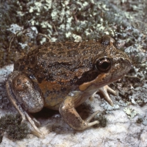 Limnodynastes dumerilii at Macgregor, ACT - 15 Sep 1977 12:00 AM