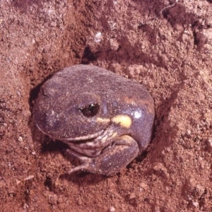 Limnodynastes dumerilii at Macgregor, ACT - 12 Jan 1980