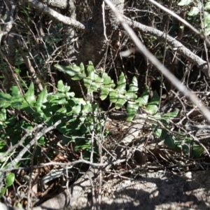 Pellaea calidirupium at Isaacs, ACT - 23 Mar 2016 11:43 AM