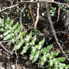 Pellaea calidirupium at Isaacs, ACT - 23 Mar 2016 11:43 AM