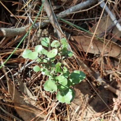 Pittosporum tenuifolium (Kohuhu) at Isaacs, ACT - 23 Mar 2016 by Mike