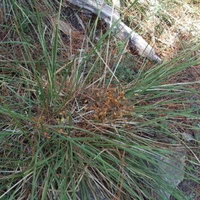 Lomandra filiformis (Wattle Mat-rush) at Isaacs Ridge - 23 Mar 2016 by Mike