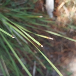 Lomandra filiformis at Isaacs, ACT - 23 Mar 2016 12:07 PM