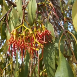 Amyema miquelii at O'Malley, ACT - 23 Mar 2016