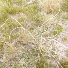 Carex bichenoviana (A Sedge ) at Lake Bathurst, NSW - 9 Oct 2015 by GeoffRobertson