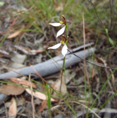 Eriochilus cucullatus (Parson's Bands) at Cook, ACT - 24 Mar 2016 by CathB