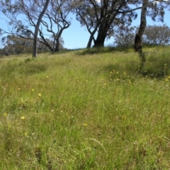 Bulbine bulbosa (Golden Lily, Bulbine Lily) at Acton, ACT - 28 Oct 2014 by TimYiu