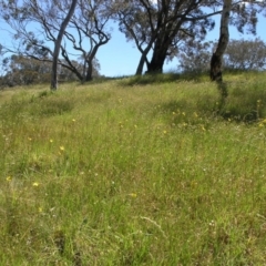 Bulbine bulbosa (Golden Lily) at Acton, ACT - 27 Oct 2014 by TimYiu