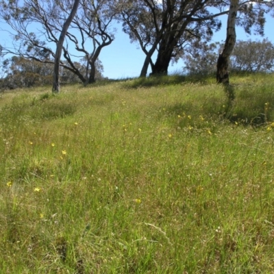 Bulbine bulbosa (Golden Lily) at Mount Ainslie to Black Mountain - 27 Oct 2014 by TimYiu