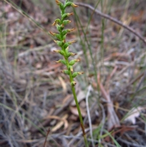 Corunastylis clivicola at Cook, ACT - suppressed