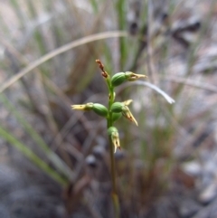 Corunastylis clivicola at Cook, ACT - suppressed