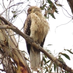 Haliastur sphenurus (Whistling Kite) at Paddys River, ACT - 24 Mar 2016 by JohnBundock