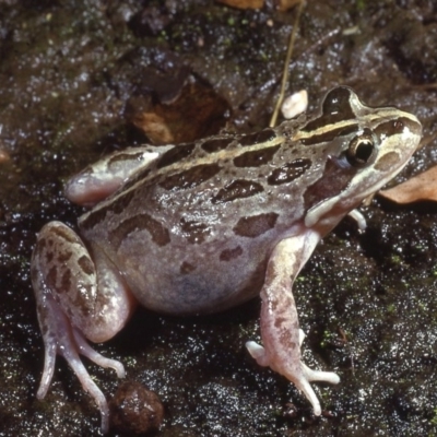 Limnodynastes tasmaniensis (Spotted Grass Frog) at Macgregor, ACT - 7 Sep 1978 by wombey