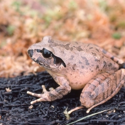 Mixophyes australis (Southern Stuttering Frog, Southern Barred Frog) at Mongarlowe River - 17 Mar 1976 by wombey