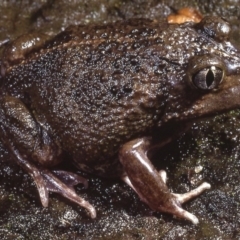 Neobatrachus sudellae (Sudell's Frog or Common Spadefoot) at Macgregor, ACT - 7 Sep 1978 by wombey