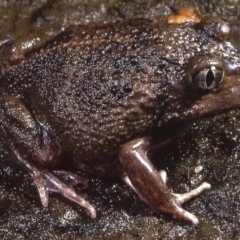 Neobatrachus sudellae (Sudell's Frog or Common Spadefoot) at Macgregor, ACT - 6 Sep 1978 by wombey