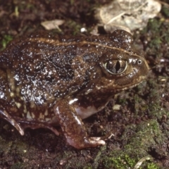Neobatrachus sudellae (Sudell's Frog or Common Spadefoot) at Giralang, ACT - 12 Sep 1980 by wombey