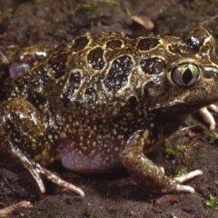 Neobatrachus sudellae (Sudell's Frog or Common Spadefoot) at Macgregor, ACT - 6 Sep 1978 by wombey