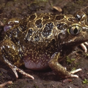 Neobatrachus sudellae at Macgregor, ACT - 7 Sep 1978 12:00 AM