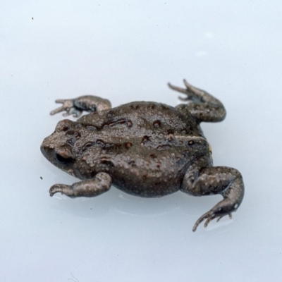 Pseudophryne bibronii (Bibron's Toadlet) at Gungahlin, ACT - 15 Jan 1976 by wombey