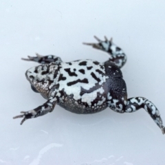 Pseudophryne bibronii at Gungahlin, ACT - 15 Jan 1976