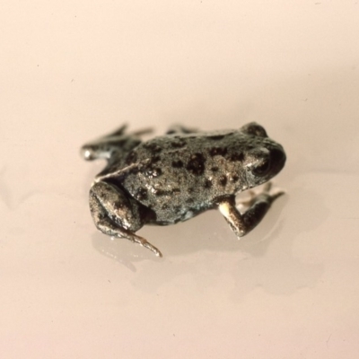 Pseudophryne bibronii (Bibron's Toadlet) at Durran Durra, NSW - 28 Jan 1976 by wombey