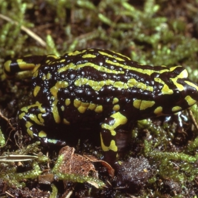 Pseudophryne pengilleyi (Northern Corroboree Frog) by wombey