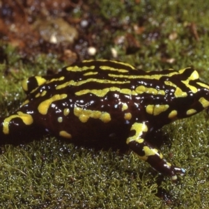 Pseudophryne pengilleyi at suppressed - 8 Feb 1979