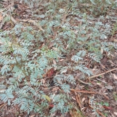 Indigofera australis subsp. australis (Australian Indigo) at Farrer Ridge - 24 Mar 2016 by Mike