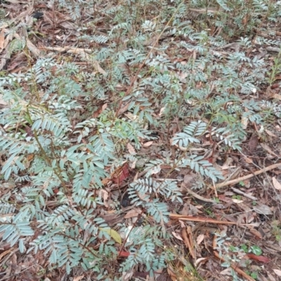 Indigofera australis subsp. australis (Australian Indigo) at Farrer, ACT - 25 Mar 2016 by Mike