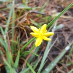 Hypoxis hygrometrica (Golden Weather-grass) at Farrer, ACT - 25 Mar 2016 by Mike