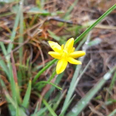 Hypoxis hygrometrica (Golden Weather-grass) at Farrer, ACT - 24 Mar 2016 by Mike