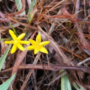 Hypoxis hygrometrica at Farrer, ACT - 25 Mar 2016 10:26 AM