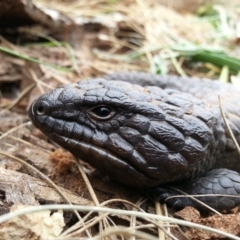 Tiliqua rugosa (Shingleback Lizard) at Watson, ACT - 24 Mar 2016 by waltraud