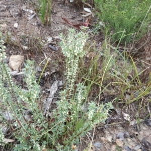 Melichrus urceolatus at Farrer, ACT - 25 Mar 2016