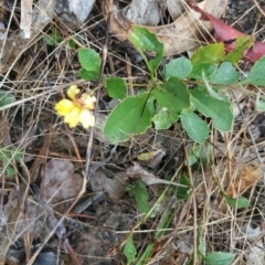 Goodenia hederacea (Ivy Goodenia) at Farrer, ACT - 25 Mar 2016 by Mike