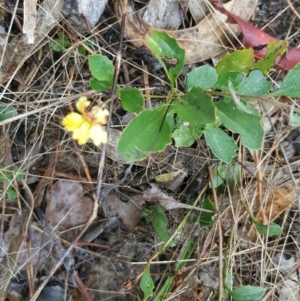 Goodenia hederacea at Farrer, ACT - 25 Mar 2016