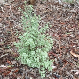 Pittosporum tenuifolium at Farrer, ACT - 25 Mar 2016 01:13 AM