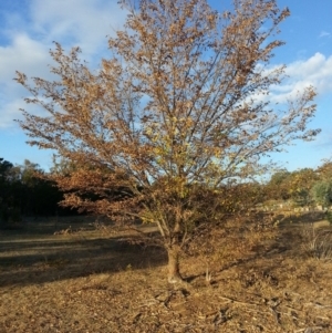 Ulmus procera at Watson, ACT - 24 Mar 2016 05:21 PM